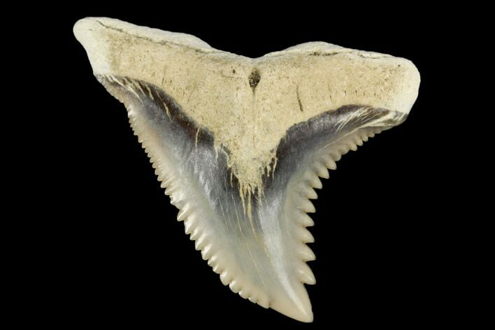 Snaggletooth Shark (Hemipristis) Tooth - Aurora, NC #180131